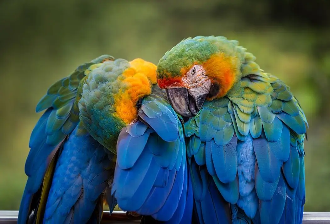 Zdrowa karma dla papug – dlaczego warto szukać dokładniej?