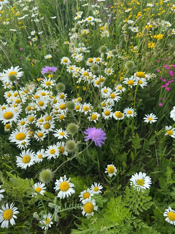 łąka kwietna - ważny element ogrodu biocenotycznego