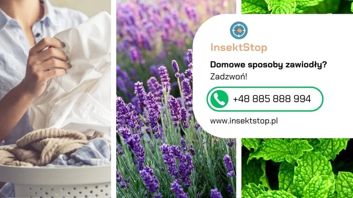 8-pranie-lawenda-mieta-kontakt-do-firmy-insektstop-20250915080323.webp