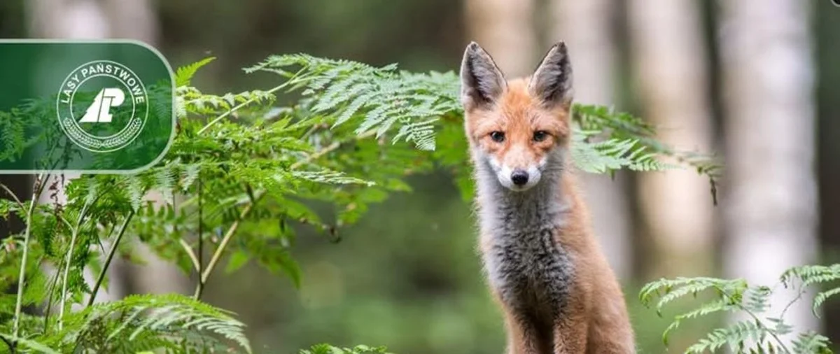 Grafika promocyjna wydarzenia Szczepienie lisów wolno żyjących przeciwko wściekliźnie