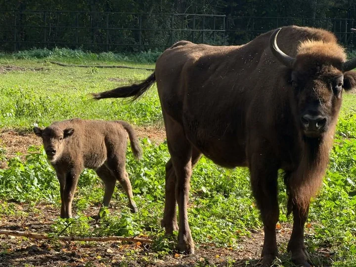 Porcelanka zamieszkała w bydgoskim zoo. Żubrzątko można już zobaczyć