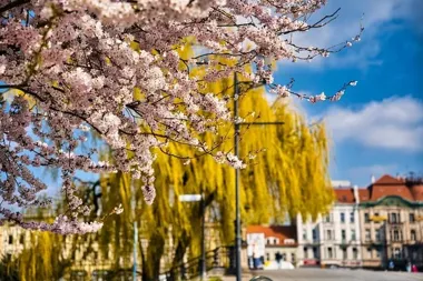 Bydgoszcz rozkwita na kolorowo. Centrum i parki zamieniają się w ogród