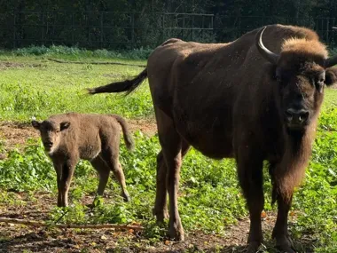 Porcelanka zamieszkała w bydgoskim zoo. Żubrzątko można już zobaczyć
