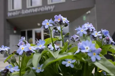 Wiosenna fala kolorów w mieście – Bydgoszcz obsadzi ponad 4 tysiące roślin