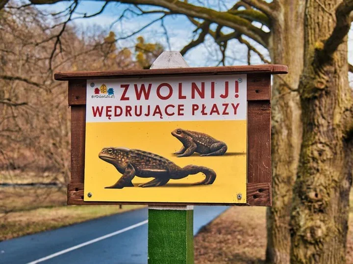 W Myślęcinku żaby ruszają w drogę, a miasto stawia im własne przejście