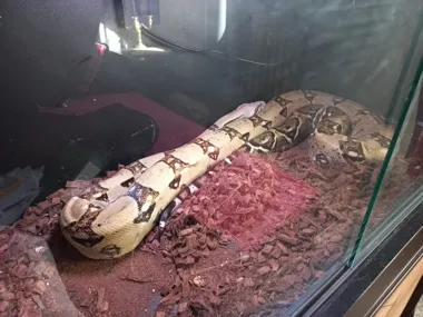 Pies skomlał w Kapuściskach, policja znalazła egzotyczne węże