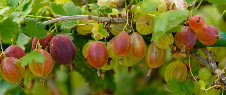 Polskie owoce jako pewniak. Rusza kampania o jakości i bezpieczeństwie